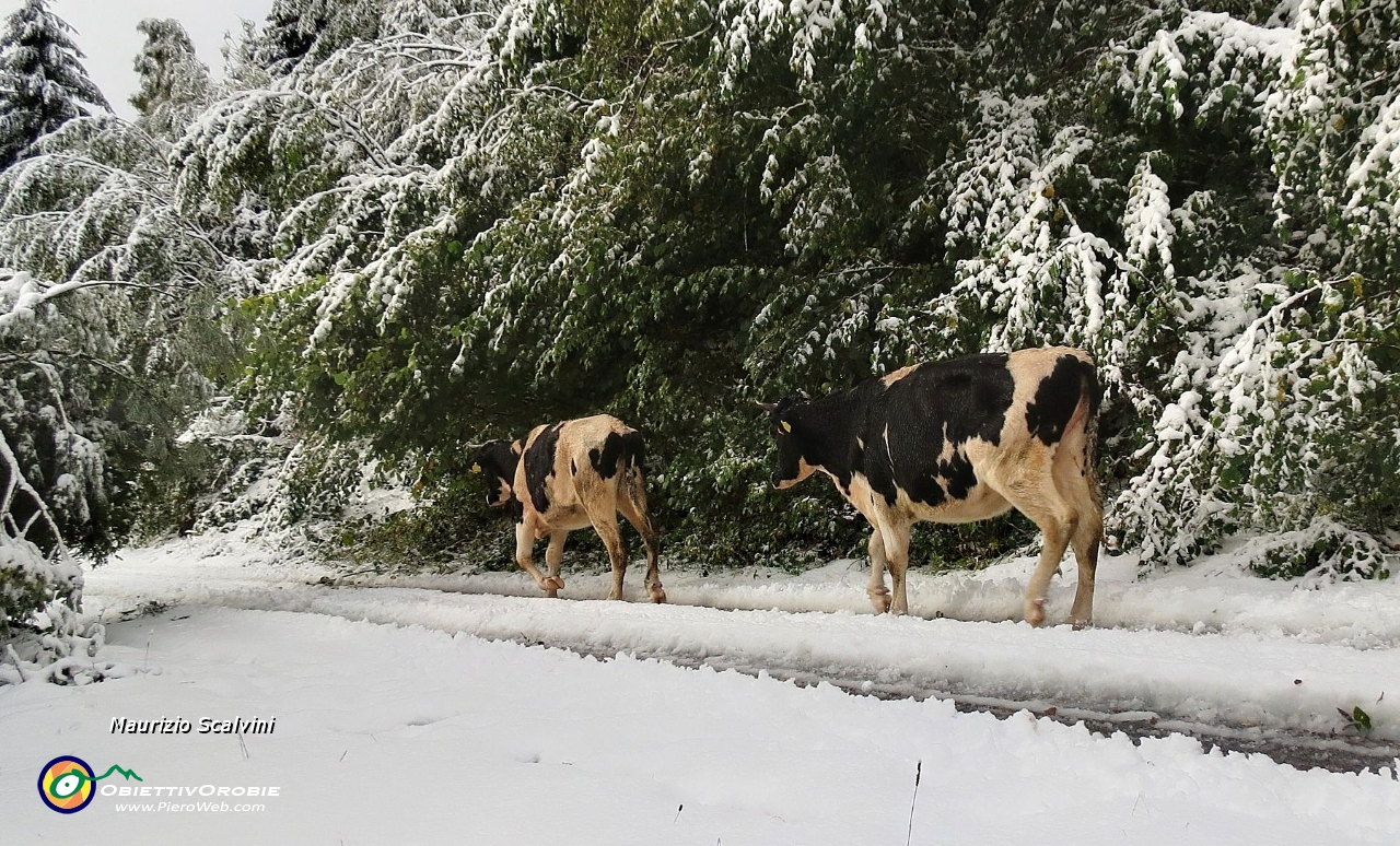 12 20 centimetri di neve nei prati, anche le mucche tornano a valle....JPG
